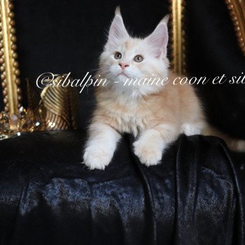 chaton Maine coon red silver tabby Urval Elevage Sibalpin