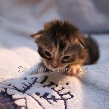 chaton Maine coon black tortie silver tabby Ukiah - collier bleu Elevage Sibalpin