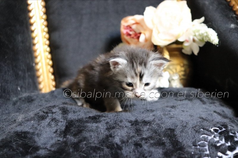 Ukiah Femelle Maine coon Ukiah Femelle Maine coon