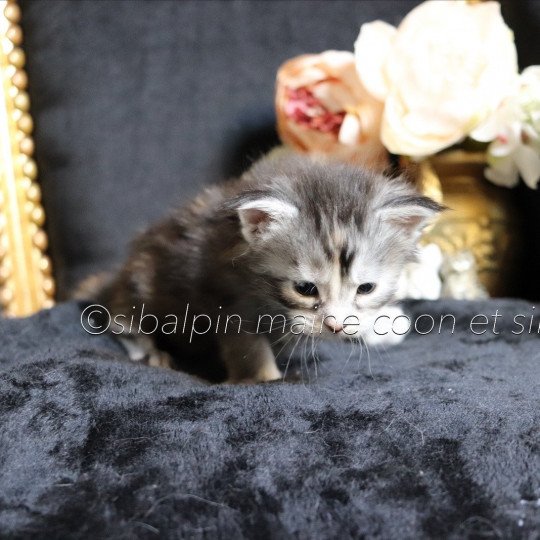 Ukiah Femelle Maine coon