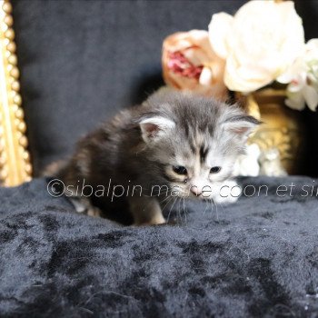 chaton Maine coon black tortie silver tabby Ukiah - collier bleu Elevage Sibalpin