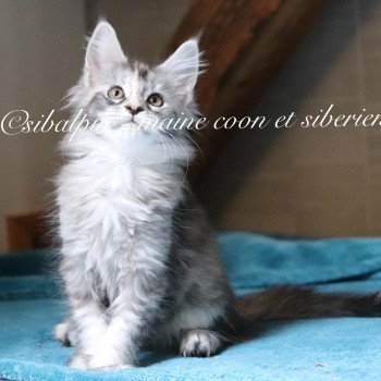 chaton Maine coon black tortie silver tabby Ukiah Elevage Sibalpin