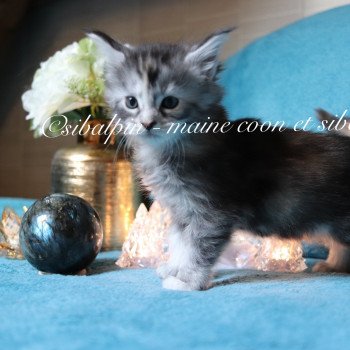 chaton Maine coon black tortie silver tabby Ukiah Elevage Sibalpin