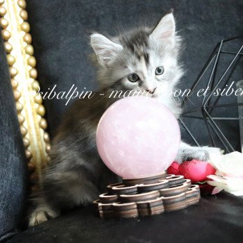 chaton Maine coon black tortie silver tabby Ukiah Elevage Sibalpin