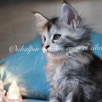 chaton Maine coon black tortie silver tabby Ukiah Elevage Sibalpin