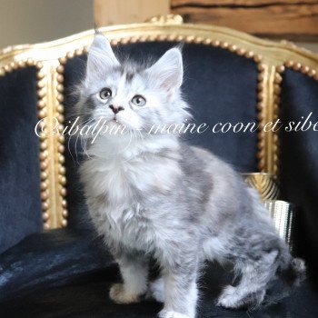 chaton Maine coon black tortie silver tabby Ukiah Elevage Sibalpin