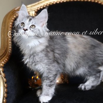 chaton Maine coon black tortie silver tabby Ukiah Elevage Sibalpin