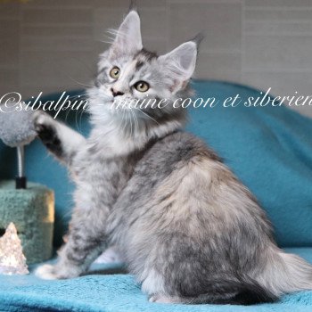 chaton Maine coon black tortie silver tabby Ukiah Elevage Sibalpin