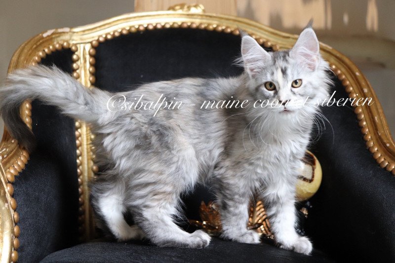 Ukiah Femelle Maine coon