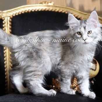 chaton Maine coon black tortie silver tabby Ukiah Elevage Sibalpin