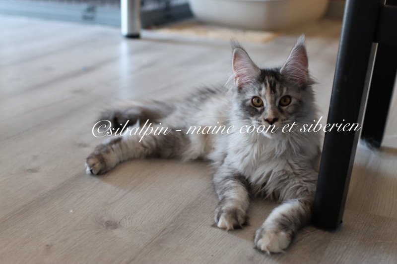 Ukiah Femelle Maine coon