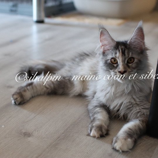 Ukiah Femelle Maine coon