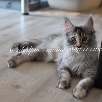 chaton Maine coon black tortie silver tabby Ukiah Elevage Sibalpin