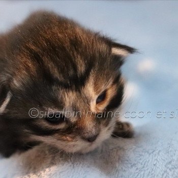 chaton Maine coon black silver blotched tabby Udipi - collier vert Elevage Sibalpin