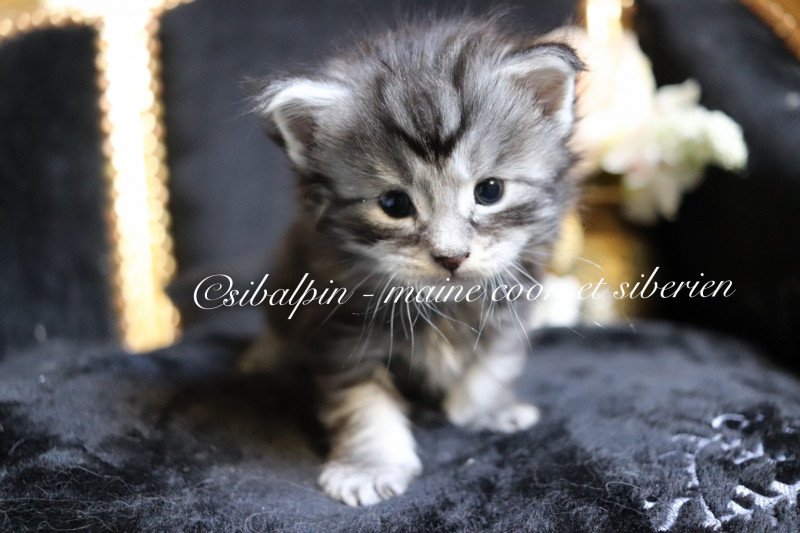 Udipi Mâle Maine coon Udipi Mâle Maine coon