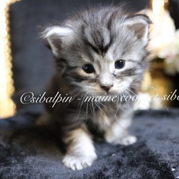 chaton Maine coon black silver blotched tabby Udipi - collier vert Elevage Sibalpin