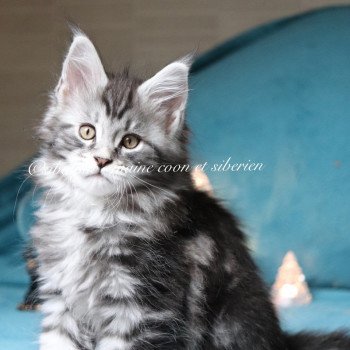 chaton Maine coon black silver blotched tabby Udipi renommé Under The Shadow Elevage Sibalpin