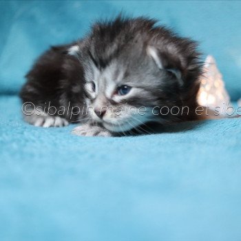 chaton Maine coon black silver blotched tabby Udipi renommé Under The Shadow Elevage Sibalpin