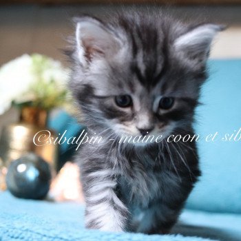 chaton Maine coon black silver blotched tabby Udipi renommé Under The Shadow Elevage Sibalpin