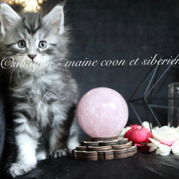 chaton Maine coon black silver blotched tabby Udipi renommé Under The Shadow Elevage Sibalpin