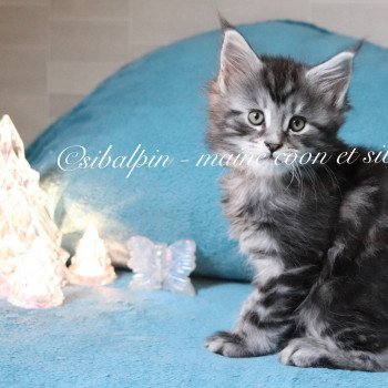 chaton Maine coon black silver blotched tabby Udipi renommé Under The Shadow Elevage Sibalpin