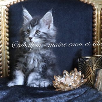 chaton Maine coon black silver blotched tabby Udipi renommé Under The Shadow Elevage Sibalpin