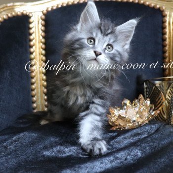 chaton Maine coon black silver blotched tabby Udipi renommé Under The Shadow Elevage Sibalpin