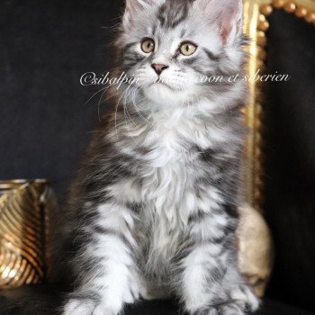 chaton Maine coon black silver blotched tabby Udipi renommé Under The Shadow Elevage Sibalpin