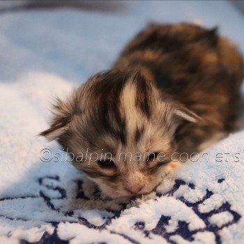 chaton Maine coon black tortie silver tabby Utah Elevage Sibalpin