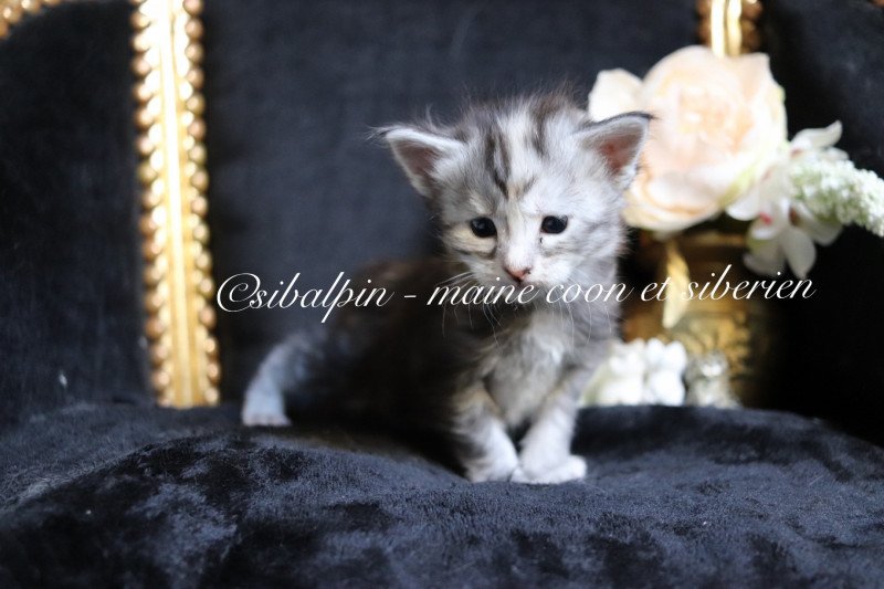 Utah Femelle Maine coon Utah Femelle Maine coon