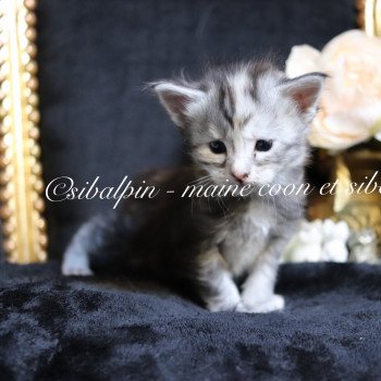 chaton Maine coon black tortie silver tabby Utah Elevage Sibalpin