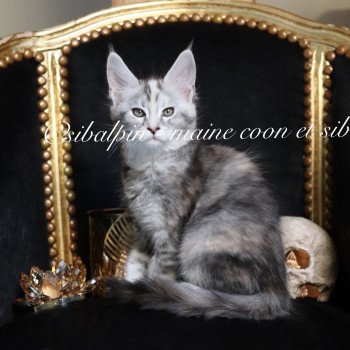 chaton Maine coon black tortie silver tabby Utah Elevage Sibalpin