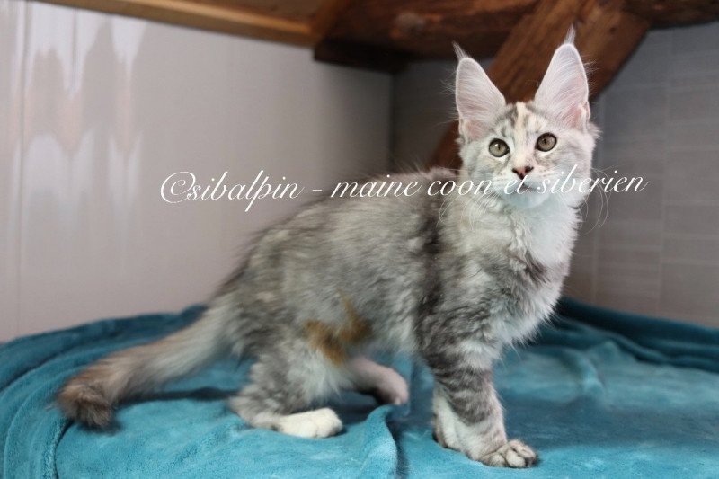 Utah Femelle Maine coon