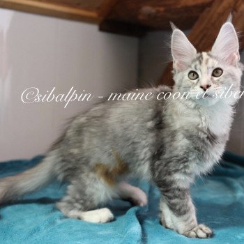 chaton Maine coon black tortie silver tabby Utah Elevage Sibalpin