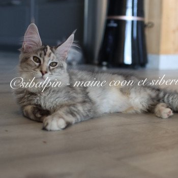 chaton Maine coon black tortie silver tabby Utah Elevage Sibalpin