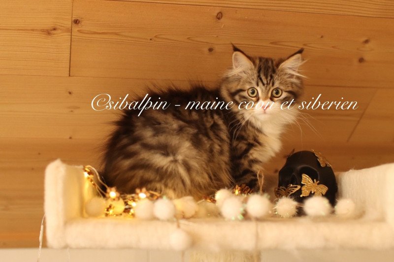 Zupanja Femelle Sibérien