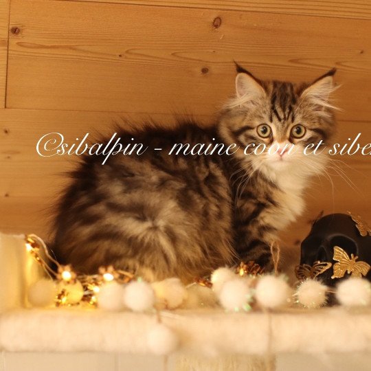 Zupanja Femelle Sibérien