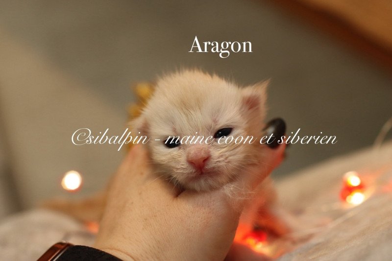 Aragon Mâle Maine coon Aragon Mâle Maine coon