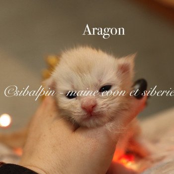 chaton Maine coon red silver ticked tabby Elevage Sibalpin chaton Maine coon red silver ticked tabby Elevage Sibalpin