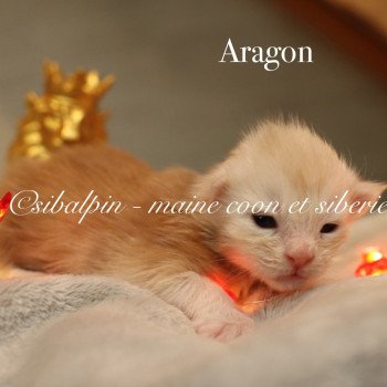 chaton Maine coon red silver ticked tabby Aragon Elevage Sibalpin chaton Maine coon red silver ticked tabby Aragon Elevage Sibalpin