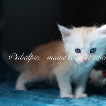 chaton Maine coon red silver ticked tabby Aragon Elevage Sibalpin chaton Maine coon red silver ticked tabby Aragon Elevage Sibalpin