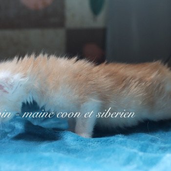 chaton Maine coon red silver ticked tabby Aragon Elevage Sibalpin chaton Maine coon red silver ticked tabby Aragon Elevage Sibalpin