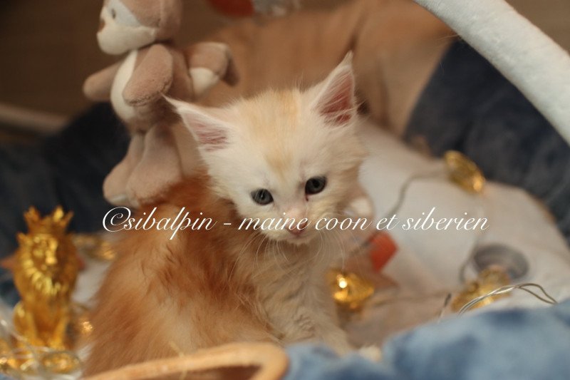 Aragon Mâle Maine coon