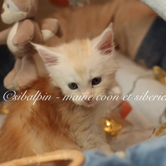Aragon Mâle Maine coon