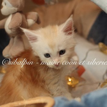 chaton Maine coon red silver ticked tabby Aragon Elevage Sibalpin chaton Maine coon red silver ticked tabby Aragon Elevage Sibalpin
