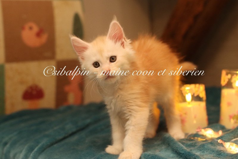 Aragon Mâle Maine coon