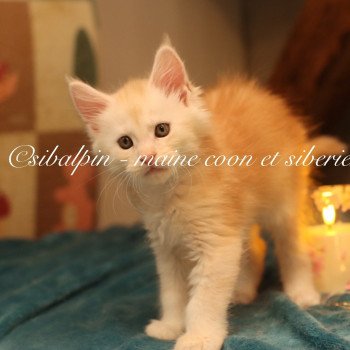chaton Maine coon red silver ticked tabby Aragon Elevage Sibalpin