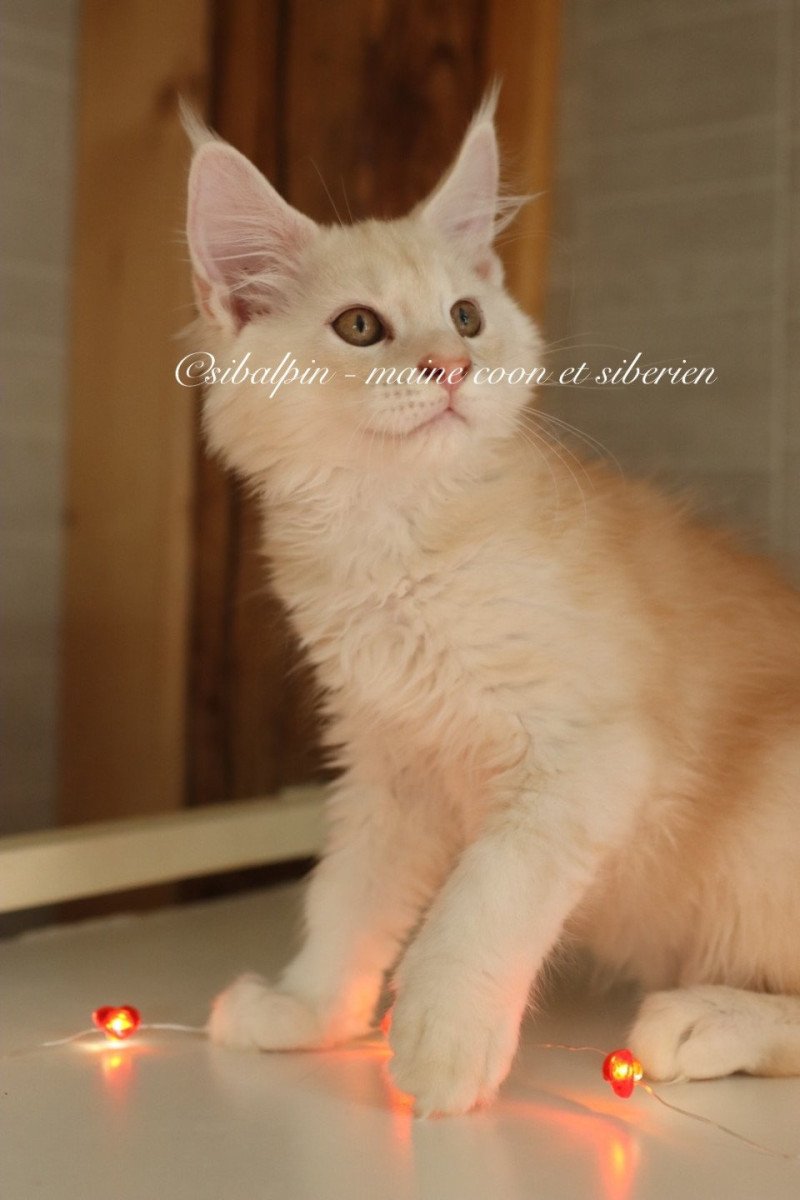 Aragon Mâle Maine coon