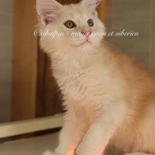 Aragon Mâle Maine coon