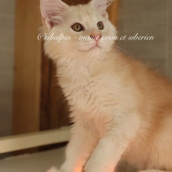 chaton Maine coon red silver ticked tabby Aragon Elevage Sibalpin chaton Maine coon red silver ticked tabby Aragon Elevage Sibalpin